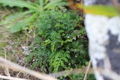 Asplenium haurakiense