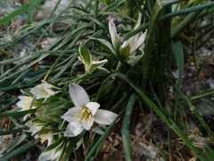 Ornithogalum umbellatum