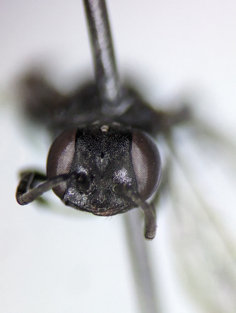Solierella blaisdelli