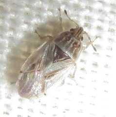 Holcocranum saturejae