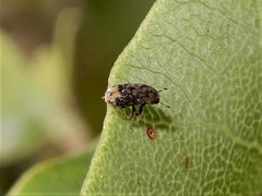 Chaetoptelius mundulus