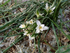 Ornithogalum umbellatum