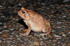 Anaxyrus americanus charlesmithi