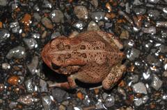 Anaxyrus americanus charlesmithi