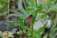 Zygaena graslini