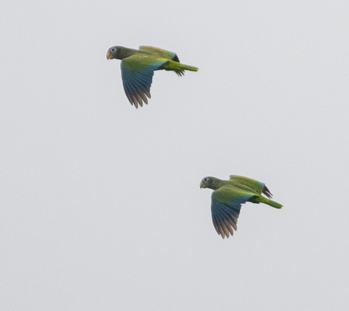 Yellow-billed Amazon (Amazona collaria), photo 7