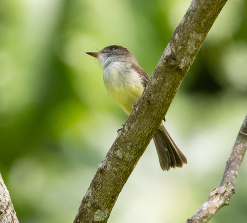 Rufous-tailed Flycatcher (Myiarchus validus), photo 4
