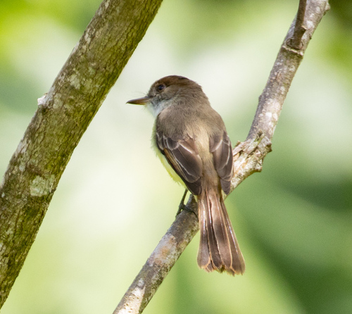 Rufous-tailed Flycatcher (Myiarchus validus), photo 7
