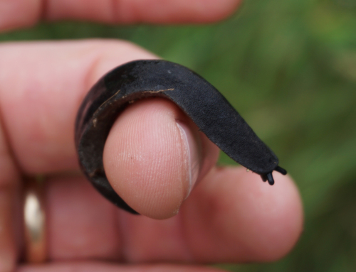 Black-velvet Leatherleaf