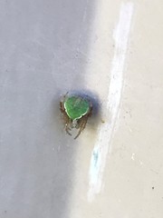 Araneus detrimentosus