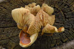 Flammulina velutipes