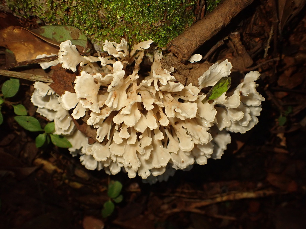 Irpex rosettiformis · February 2024 · photo: © agujaceratops (iNaturalist, cc0)