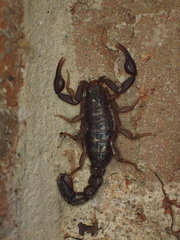 Vaejovis carolinianus