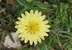 Pyrrhopappus pauciflorus
