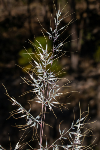 Muhlenbergia michisensis