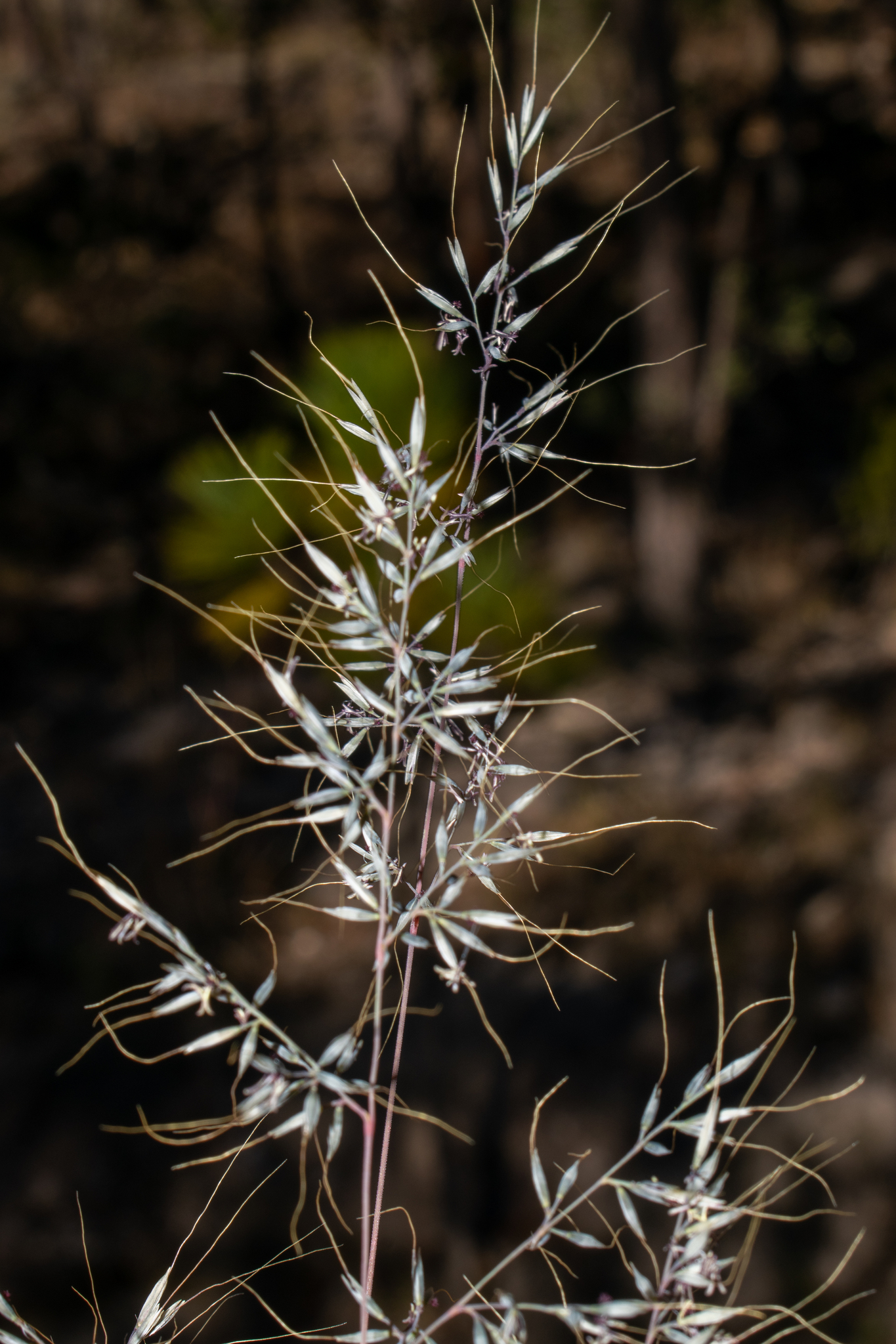 Muhlenbergia michisensis