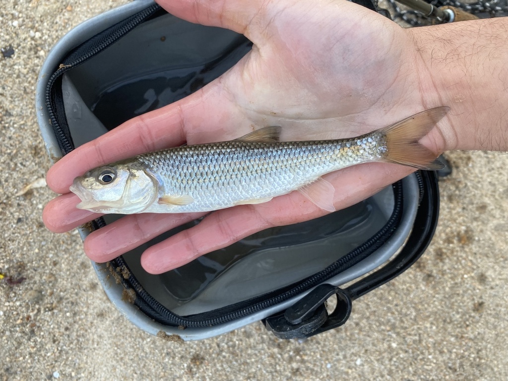 Fallfish from Little Patuxent River, Columbia, MD, US on February 26 ...