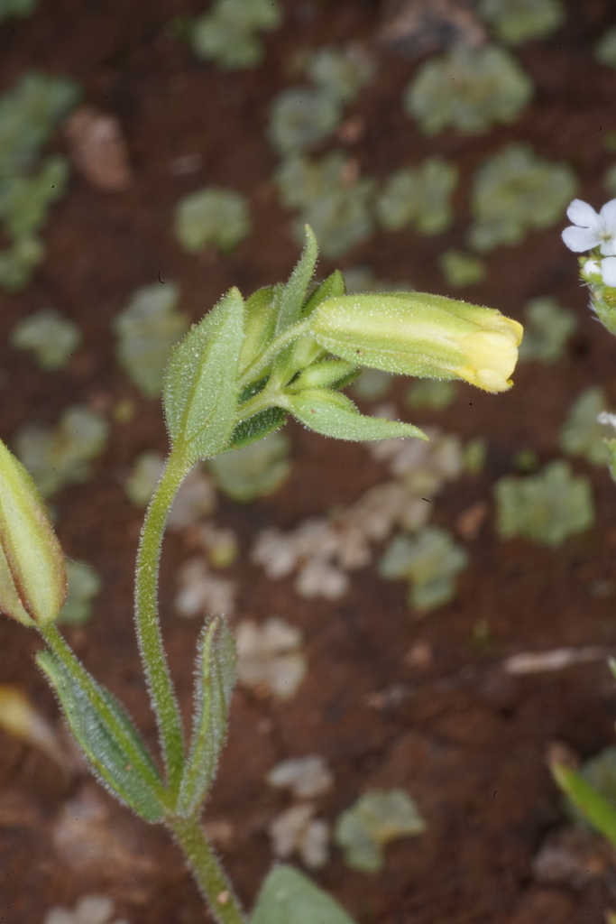 ephemeral monkeyflower
