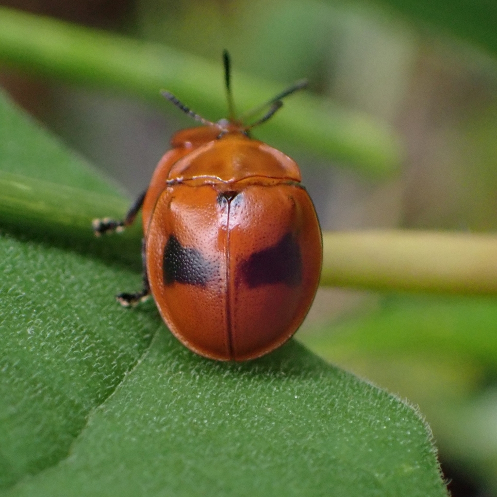 Chelymorpha praetextata