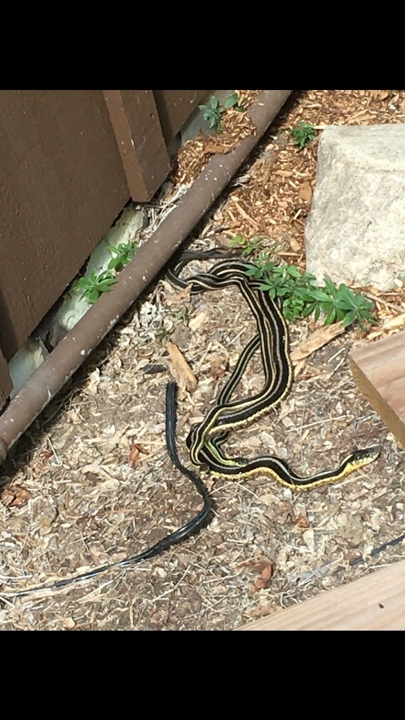 Common Garter Snake from Pond Rd, Neosho, WI, US on October 4, 2023 at