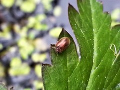 Contacyphon variabilis