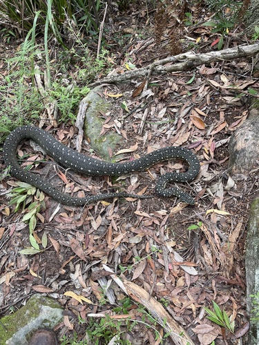 Diamond Python sighting