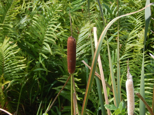 Typha, 2024-02-26