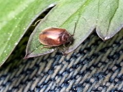 Contacyphon variabilis