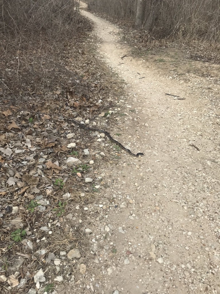 Western Ratsnake from Shallow Ford Rd, Temple, TX, US on July 24, 2020