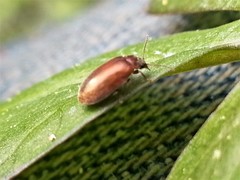 Contacyphon variabilis