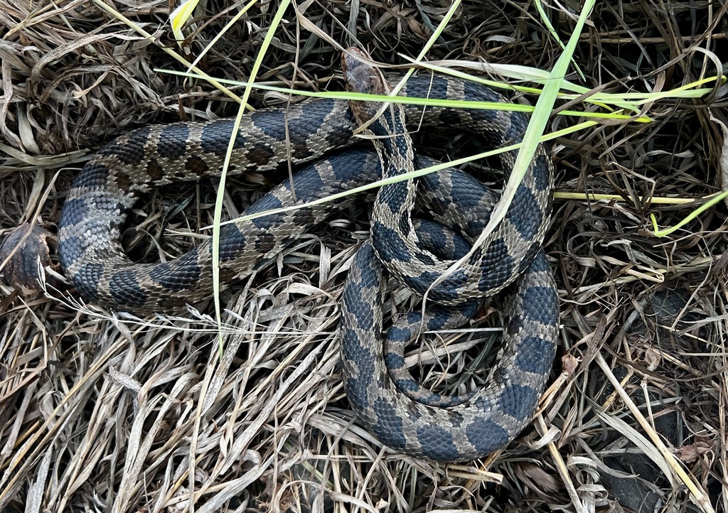 Fox Snake In Iowa Western Foxsnake from Boone County, IA, USA on February 26, 2024 at 05: ...