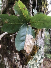 Quercus sapotifolia