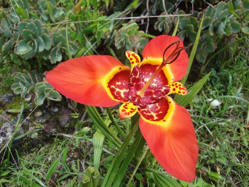 Tigridia pavonia