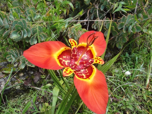 Tigridia pavonia