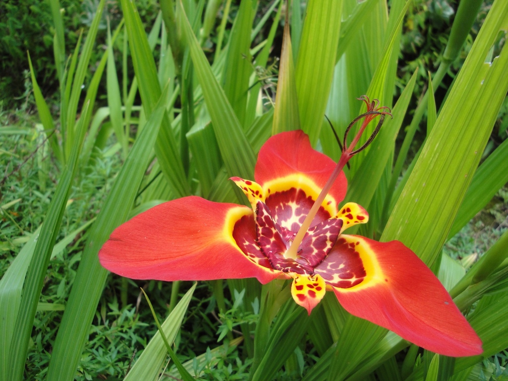 Tigridia pavonia, Santiago Texacuangos, Santiago Texacuangos, San Salvador, SV