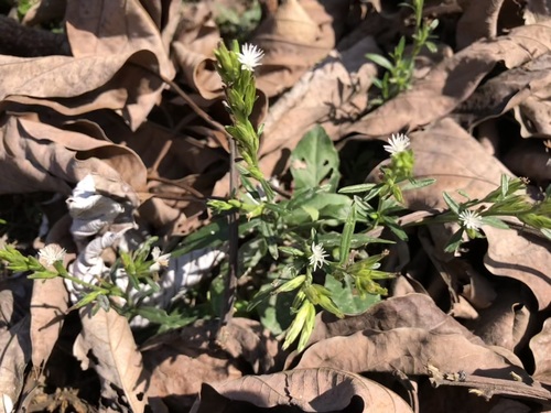 Image of Pseudelephantopus spicatus by no rights reserved