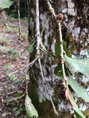 Quercus sapotifolia