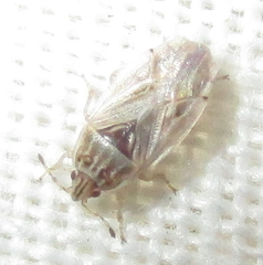 Holcocranum saturejae