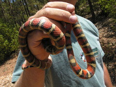 Lampropeltis pyromelana