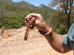 Lampropeltis pyromelana