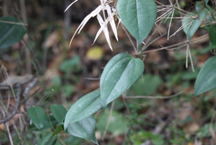 Lapageria rosea
