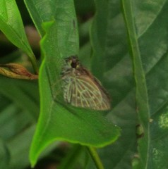 Callimormus interpunctata