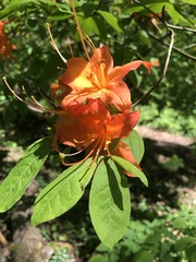 Rhododendron calendulaceum