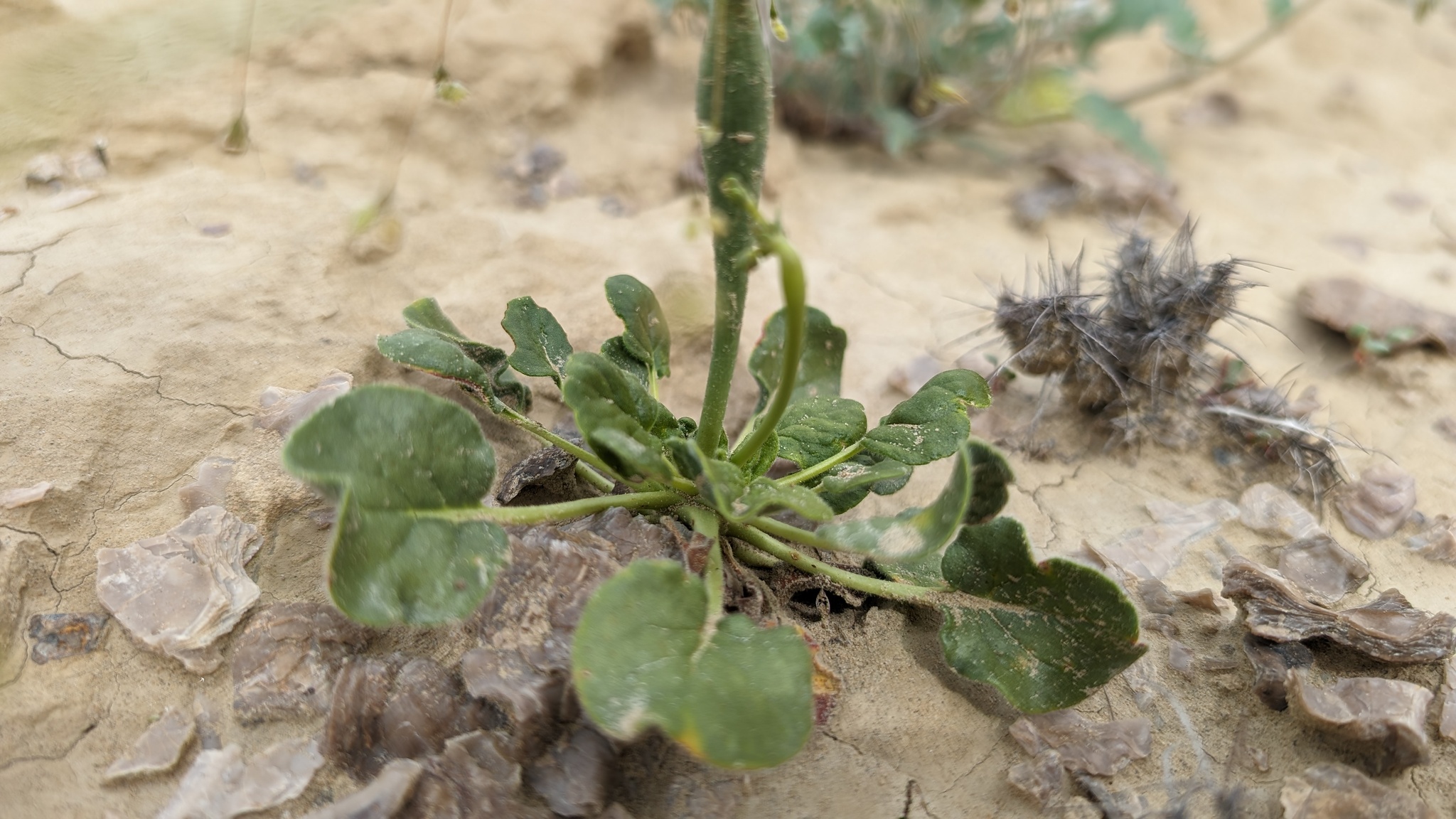 Eriogonum trichopes
