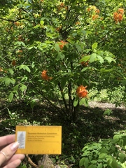 Rhododendron calendulaceum