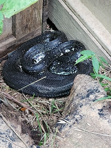 Diamond Python sighting