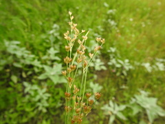 Juncus marginatus