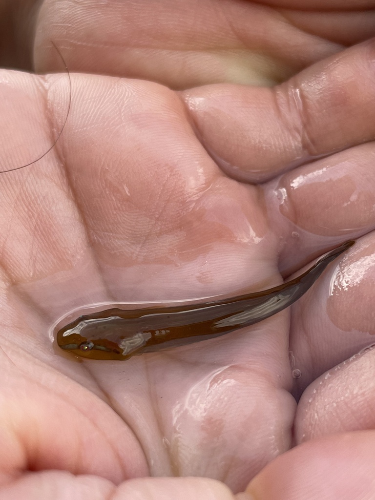 Kelp Clingfish
