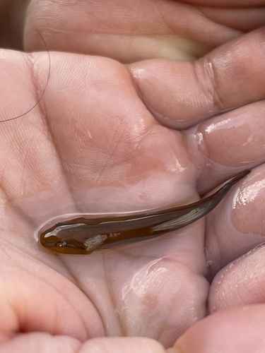 Kelp Clingfish