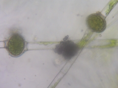 Oedogonium cryptoporum